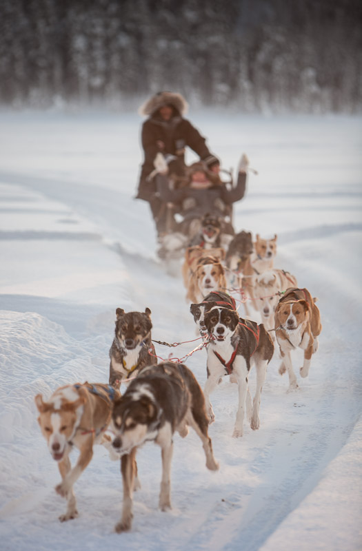 Dog Sled Team - Ice Raven - Sub Zero Adventure - Copyright Gary Waidson, All rights reserved.