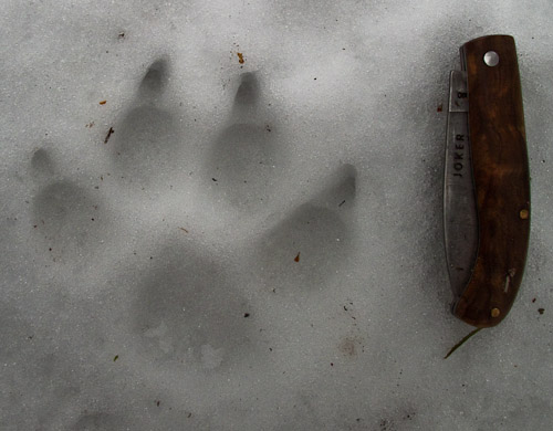 Wolf or Dog Track - Ice Raven - Sub Zero Adventure - Copyright Gary Waidson, All rights reserved.
